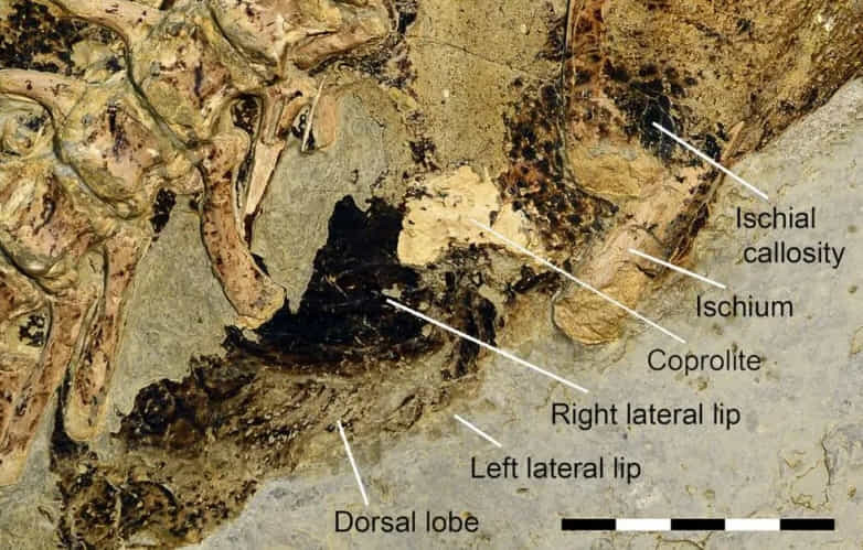 Dieses versteinerte Arschloch gibt uns einen seltenen Einblick in Dinosauriersex