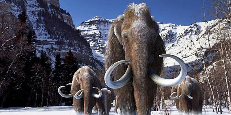 Mammuts — Giganten der Eiszeit