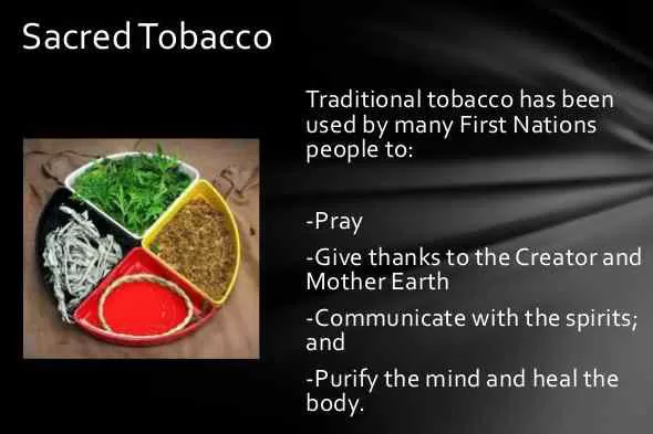 Native Tobacco — Traditional Uses of Tobacco as a Sacred Medicine